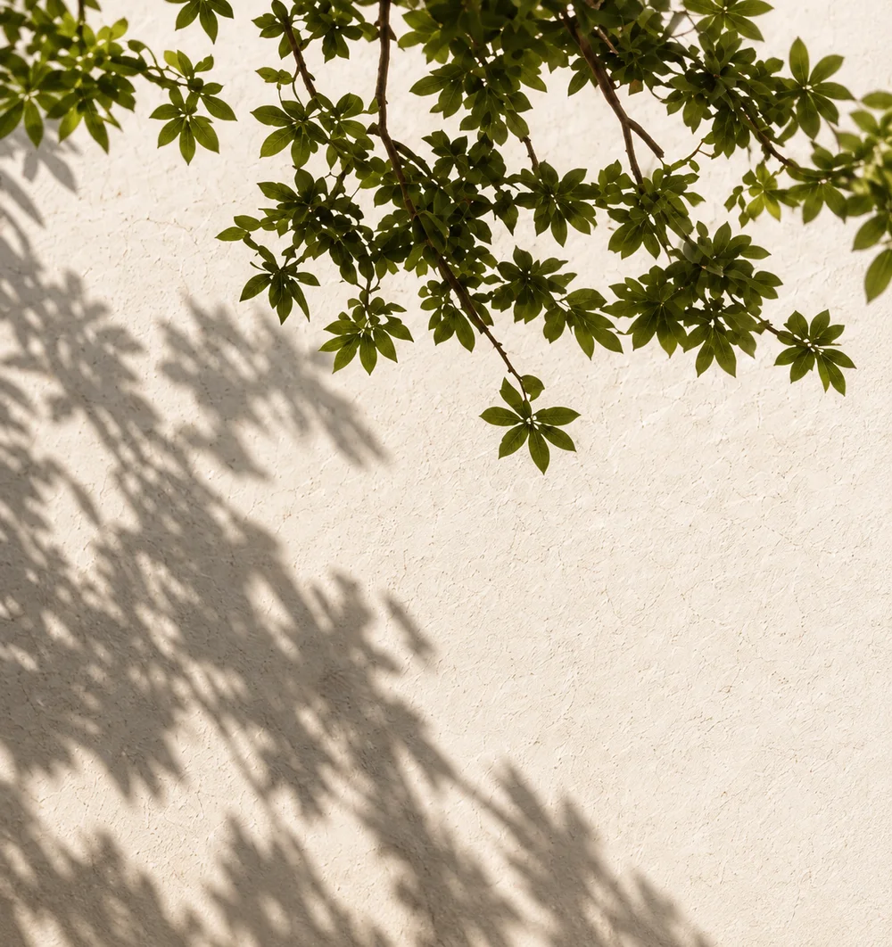 Illustrative tree shadows on a warm plaster wall